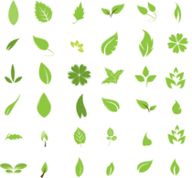 A nice selection of vector leaves for all your 