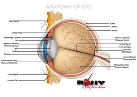 Anatomy of Eye