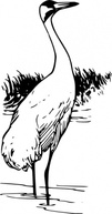 Animals Water Outline Cartoon Birds Bird Stand Wings Crane Whooping Neck Nature Tail Beak