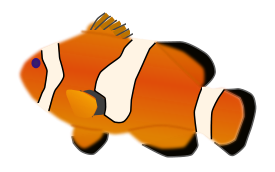 Aquarium fish - Amphiprion percula