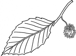 Beech Leaf Outline clip art