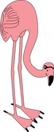 Birds Bird Color Flamingo Animal