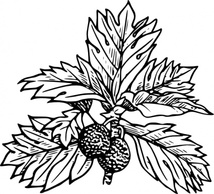 Breadfruit clip art