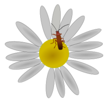Bug on A Flower