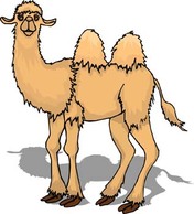 Camel Vector 4