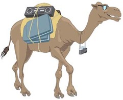 Camel Vector 8