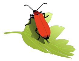 Cardinal beetle (Pyrochroa coccinea)