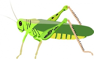 Cartoon Bugs Cavalletta Insect Grasshopper Insects Locust