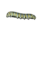 Caterpillar (D. plexippus)