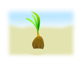 Coconut Seed