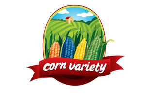 Corn Variety