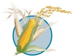Corn wheat ear