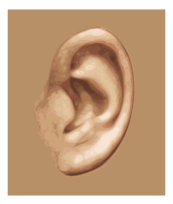 Das menschliche Ohr - GemÃƒÂ¤ldestil