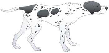 Dog collection vector 8