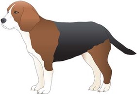 Dog collection vector 9