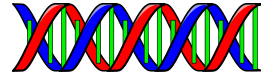 Double Helix (DNA)