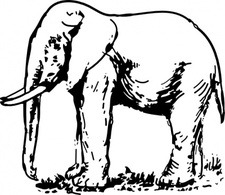 Elephant Automatic