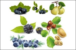 Fruits, blueberries, pears, pistachios, chestnuts vector