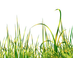 Green grass illustration vector