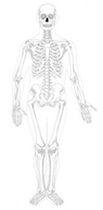 Human Skeleton Front No Text No Color clip art