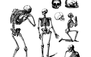 Human Skulls And Skeletons