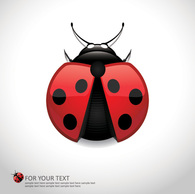 Ladybug or Ladybird