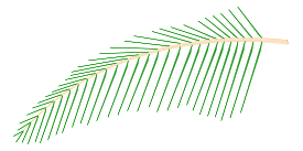 Leaf of Coconut Tree