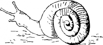 Lineart Snail Shell Animal Reptile Molusc Outlinel