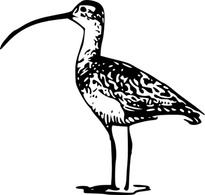 Outline Bird Lineart Curlew Long Standing Animal Kelan Billed