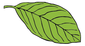 Oval Leaf