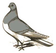Pigeon Illustration