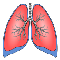 Polmoni - Lungs