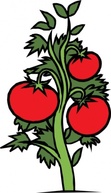 Red Food Plants Cartoon Vegetables Salad Plant Tomato Veggie