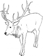 Reindeer Stag clip art