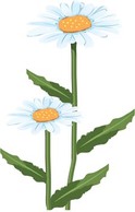 Romashka daisy Flower 4