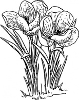 Rose Flower Crocus clip art