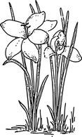 Rose Flower Crocus clip art