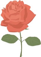 Rose Flower Vetor 4