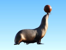 Sea Lion With Ball