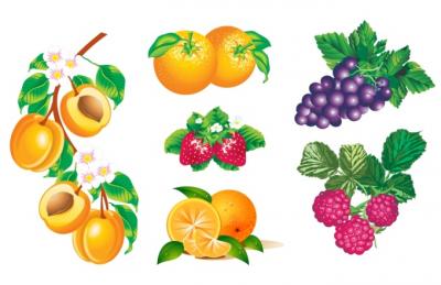 Vector fruits