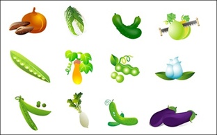 Vegetable Vector - cabbage, sweet potato, eggplant and beans radish