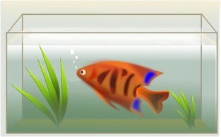 Water Cartoon Tank Fish Color Colorful Animal Aquarium