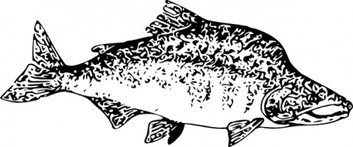 Water Food Pink Fish Lineart Salmon Animal